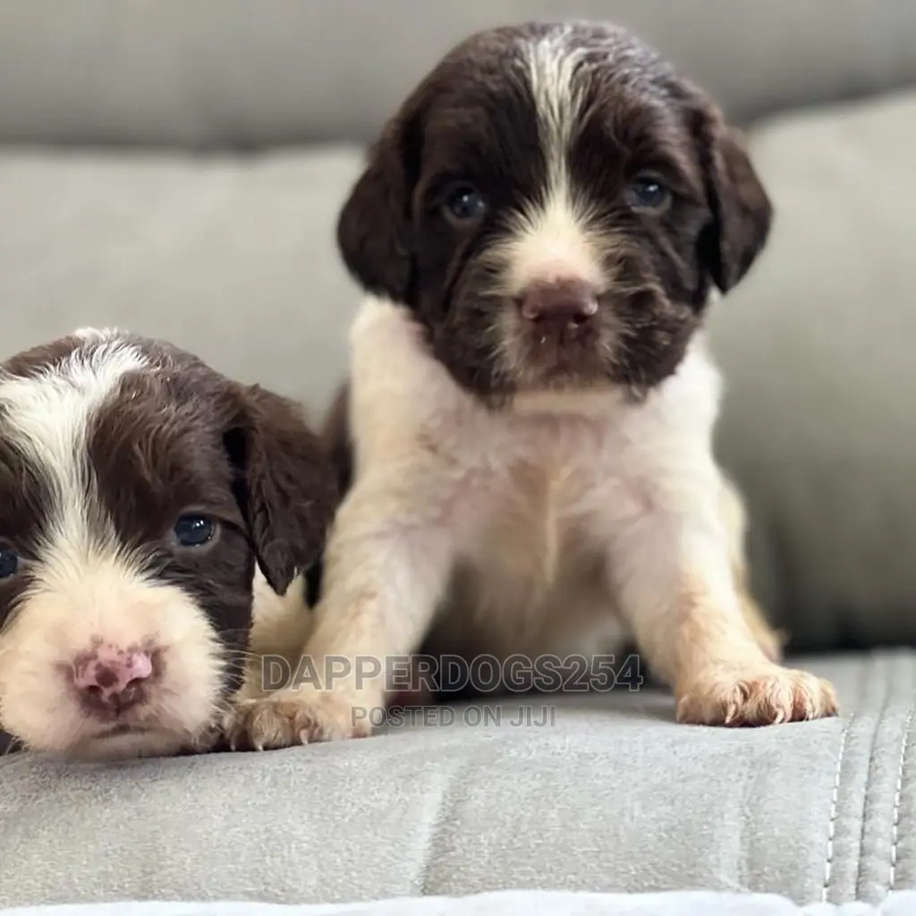 1-3 months Male Purebred English Springer Spaniel