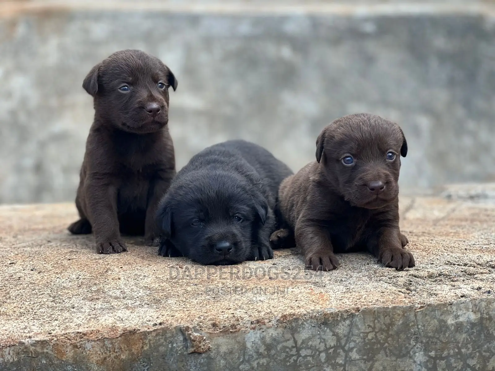 1-3 Month Male Purebred Labrador Retriever