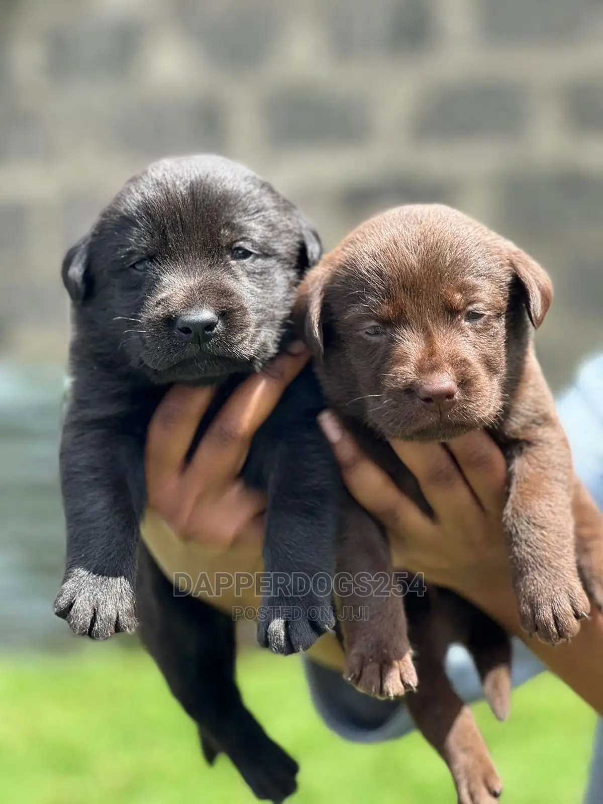 1-3 Month Male Purebred Labrador Retriever