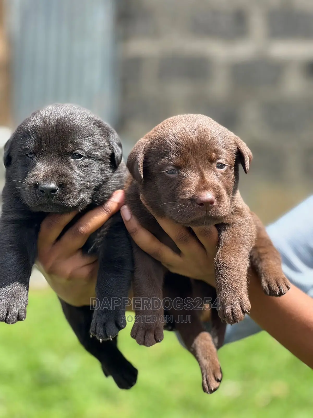1-3 Month Male Purebred Labrador Retriever