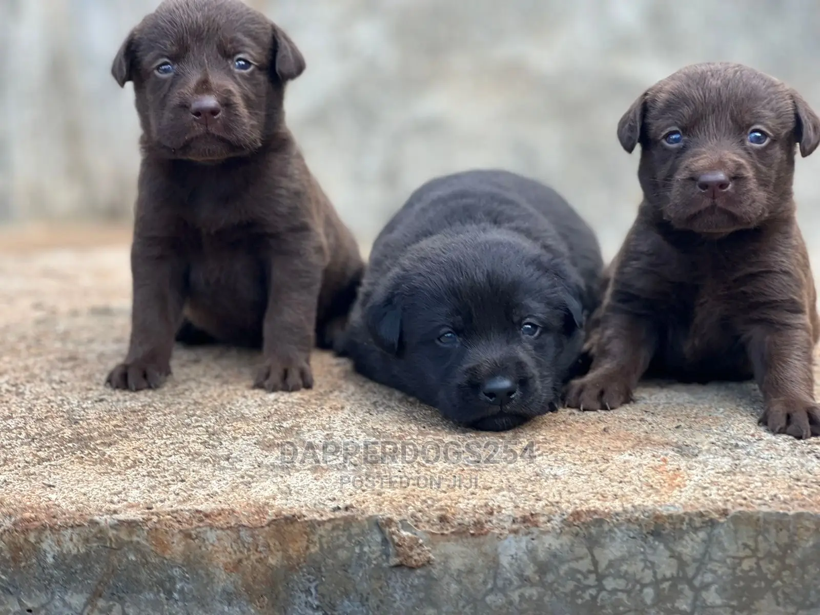 1-3 Month Male Purebred Labrador Retriever