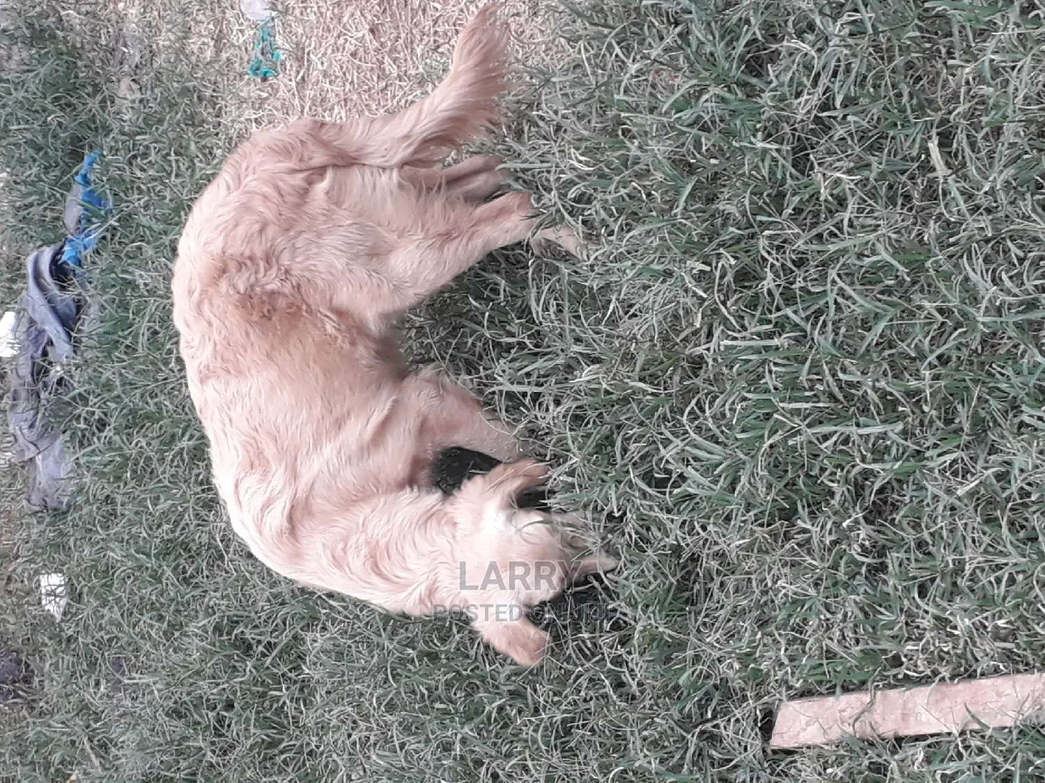 6-12 Month Female Purebred Golden Retriever