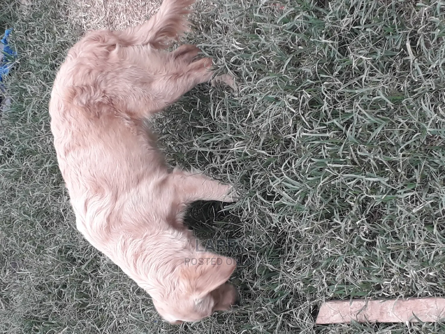 6-12 Month Female Purebred Golden Retriever