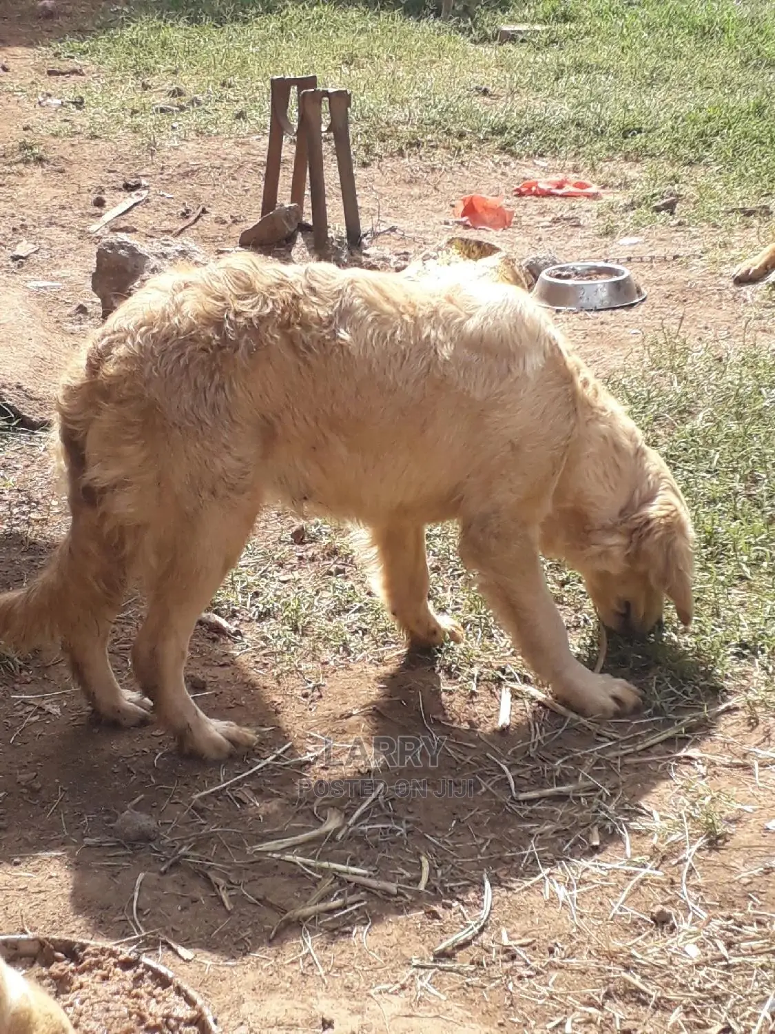 6-12 Month Female Purebred Golden Retriever