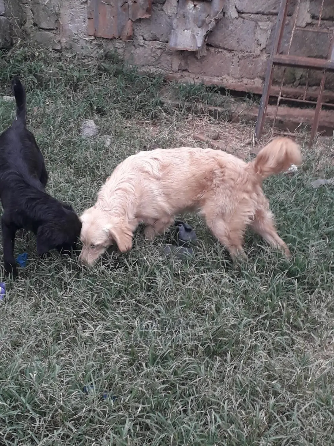 6-12 Month Female Purebred Golden Retriever