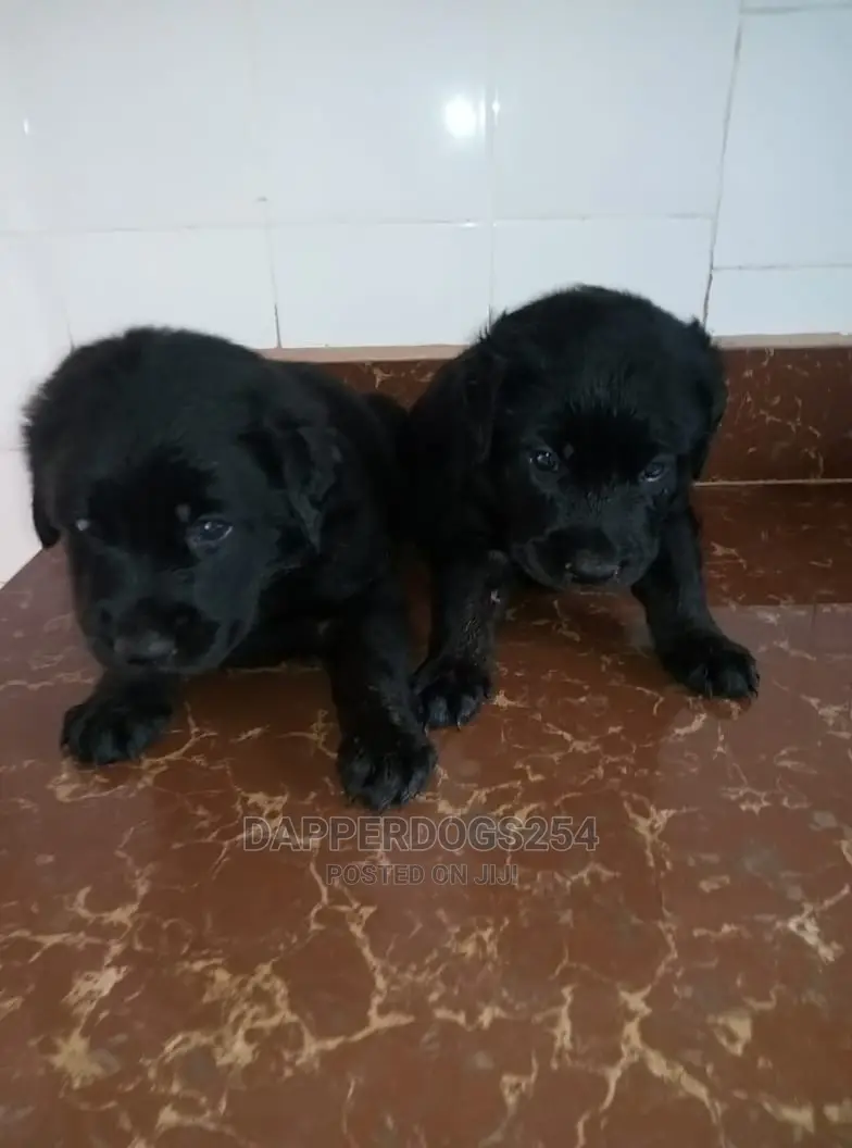 1-3 Month Male Purebred Labrador Retriever