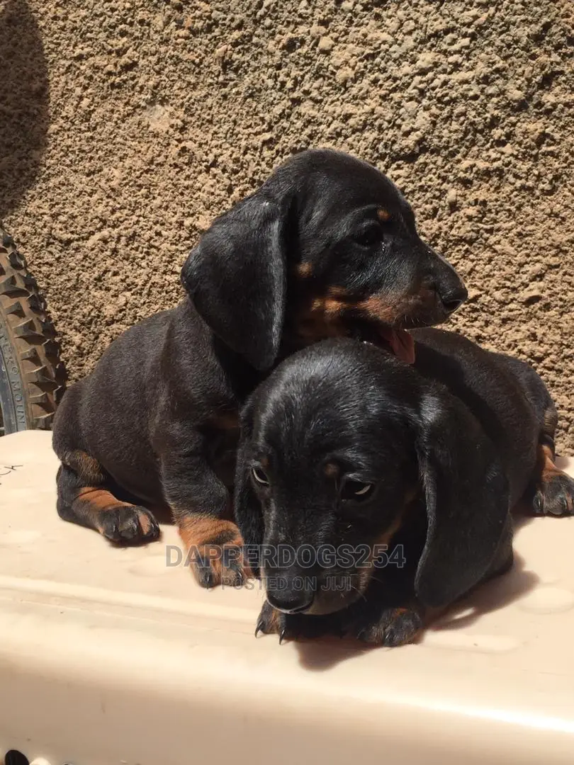 1-3 months Male Purebred Dachshund
