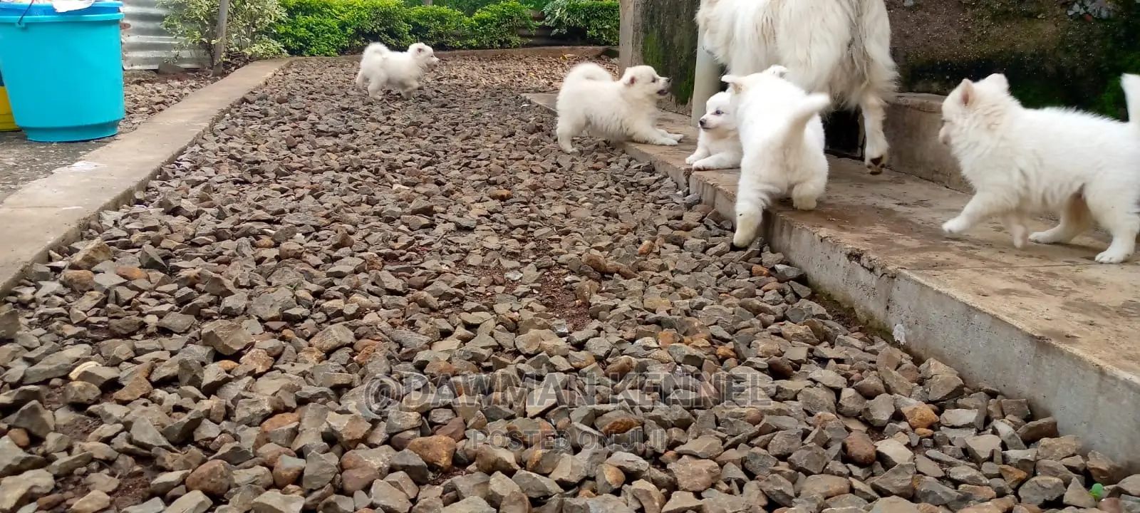 1-3 Month Male Purebred Japanese Spitz