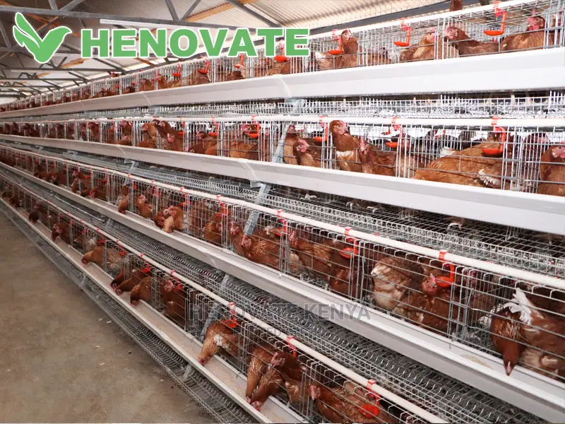 128 Hens Cage