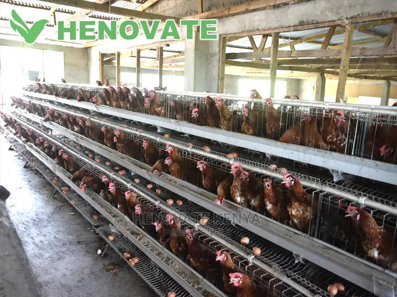A Type Chicken Cages