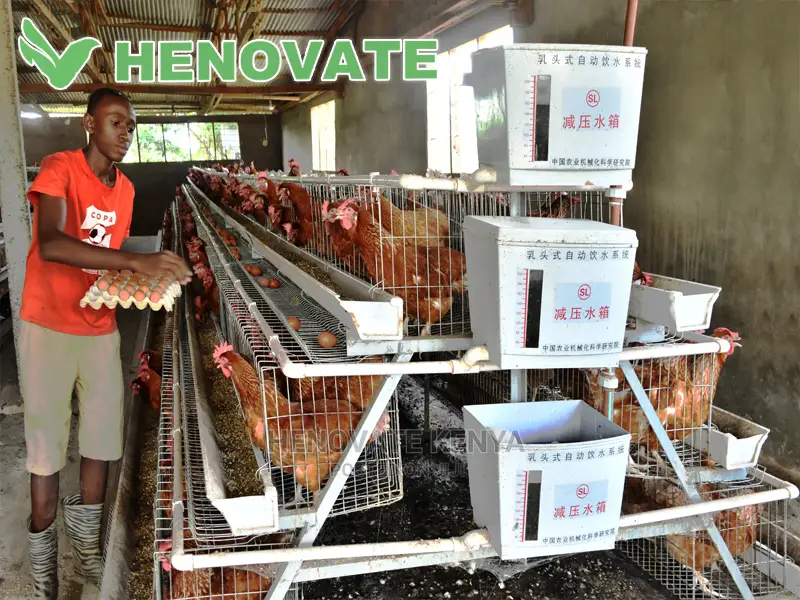 A Type Chicken Cages