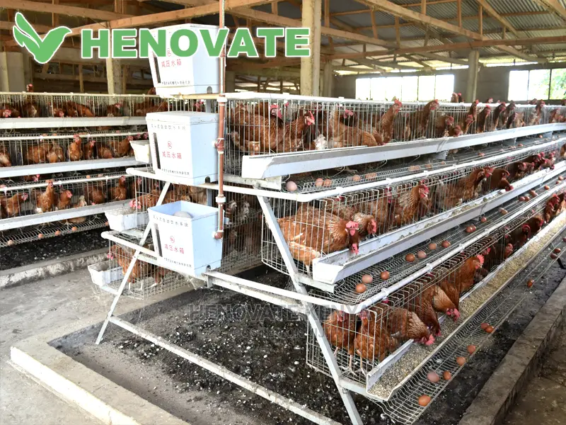A Type Chicken Cages
