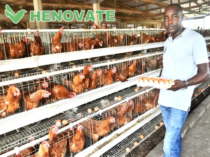 A Type Chicken Cages