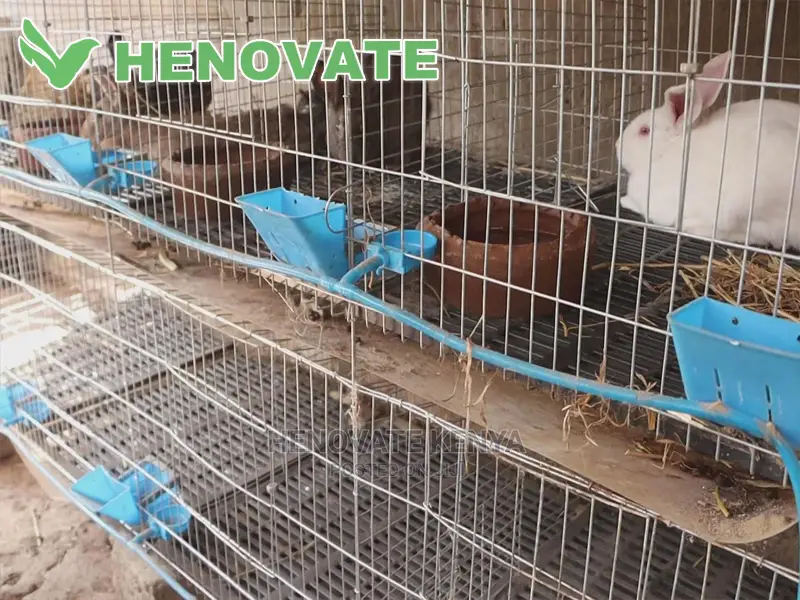 Rabbit Cages