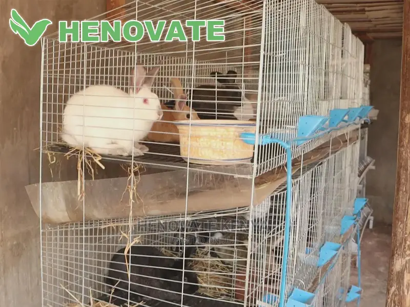 Rabbit Cages