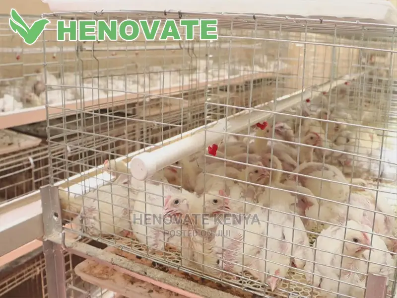 IMPROVED KIENYEJI/Broiler Cage