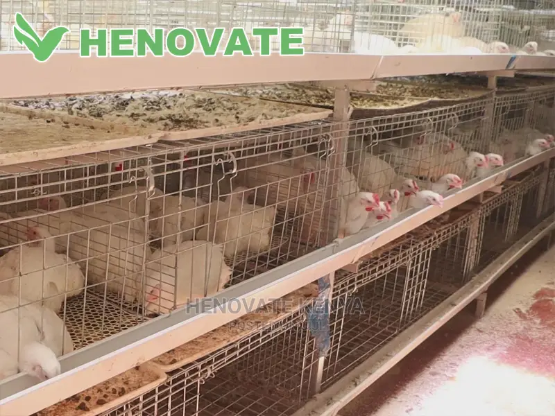 IMPROVED KIENYEJI/Broiler Cage