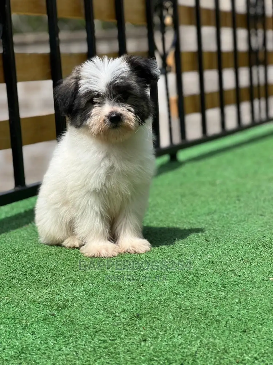 1-3 Months Male Purebred Maltese