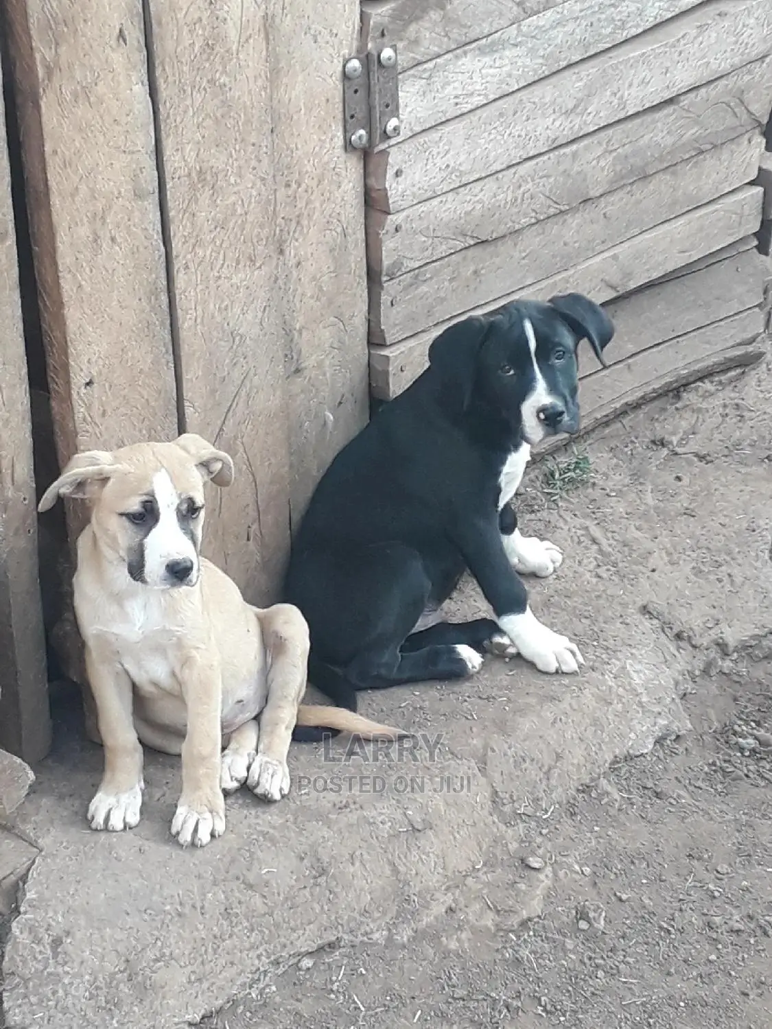 1-3 Month Female Purebred American Pit Bull Terrier