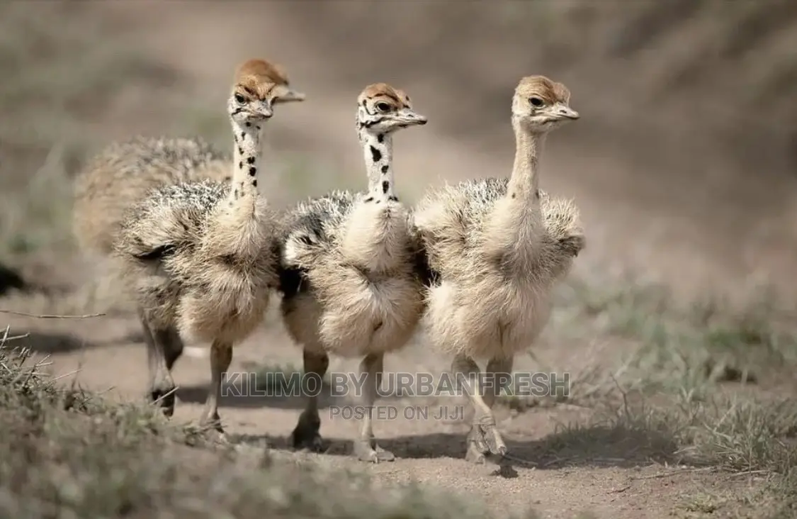 Ostrich Chick Mature