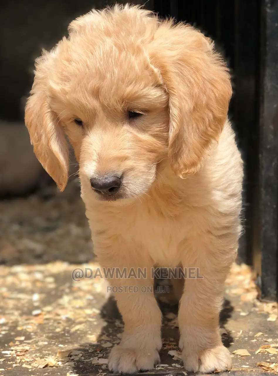 1-3 Month Male Purebred Golden Retriever