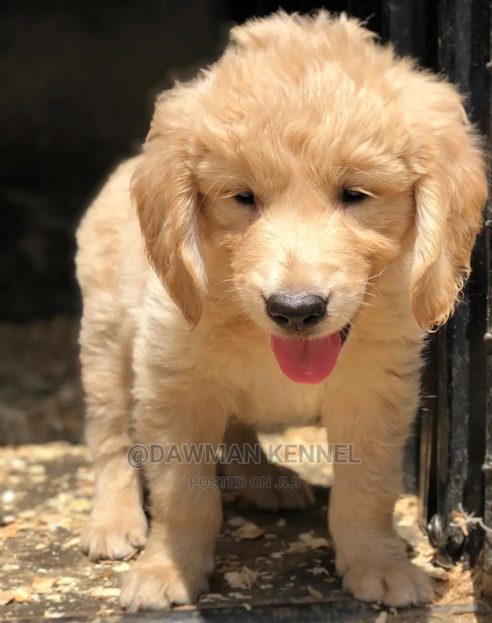 1-3 Month Male Purebred Golden Retriever
