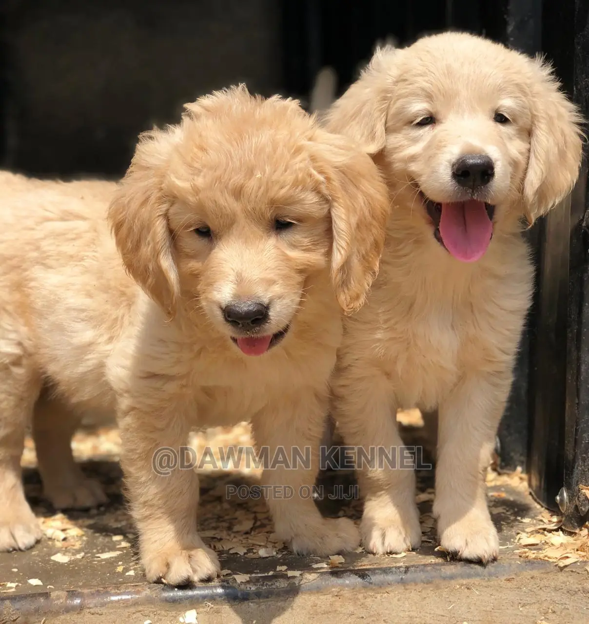 1-3 Month Male Purebred Golden Retriever