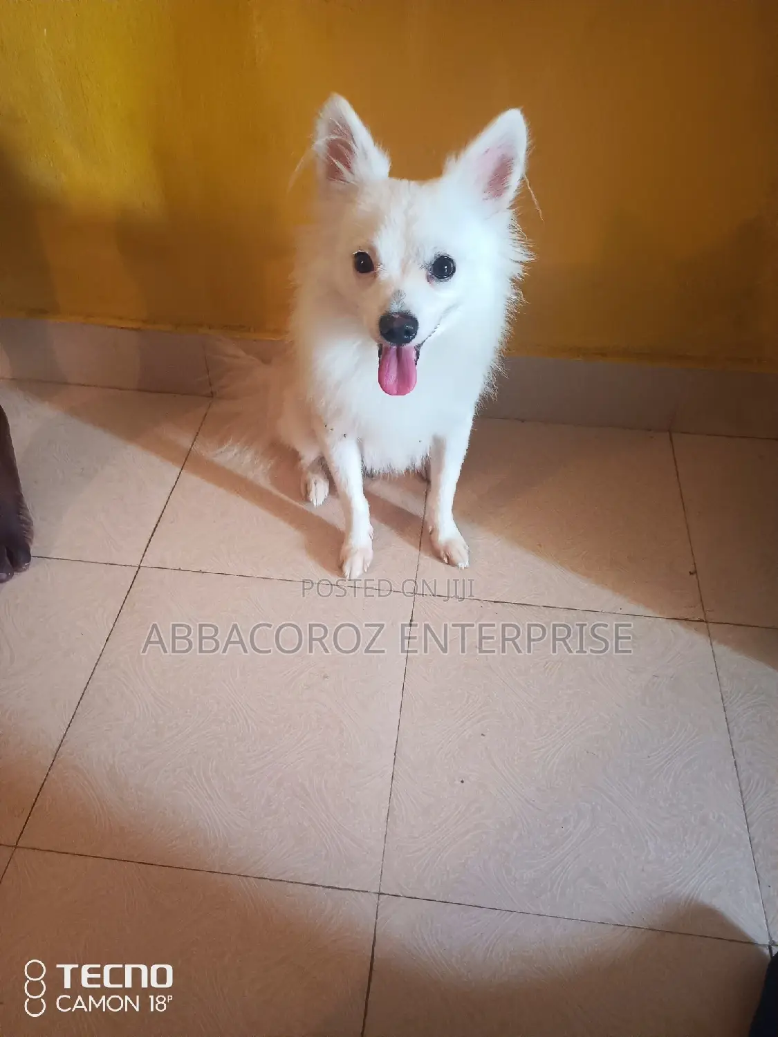 1+ Year Female Purebred Chihuahua