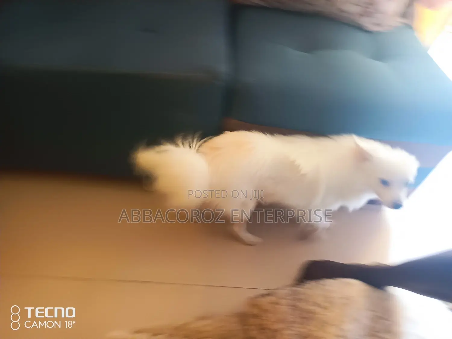 1+ Year Female Purebred Chihuahua