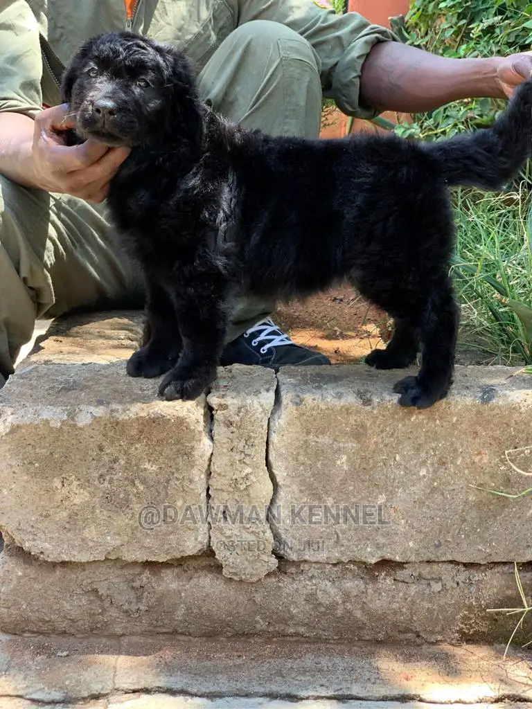 1-3 months Male Purebred Labrador Retriever