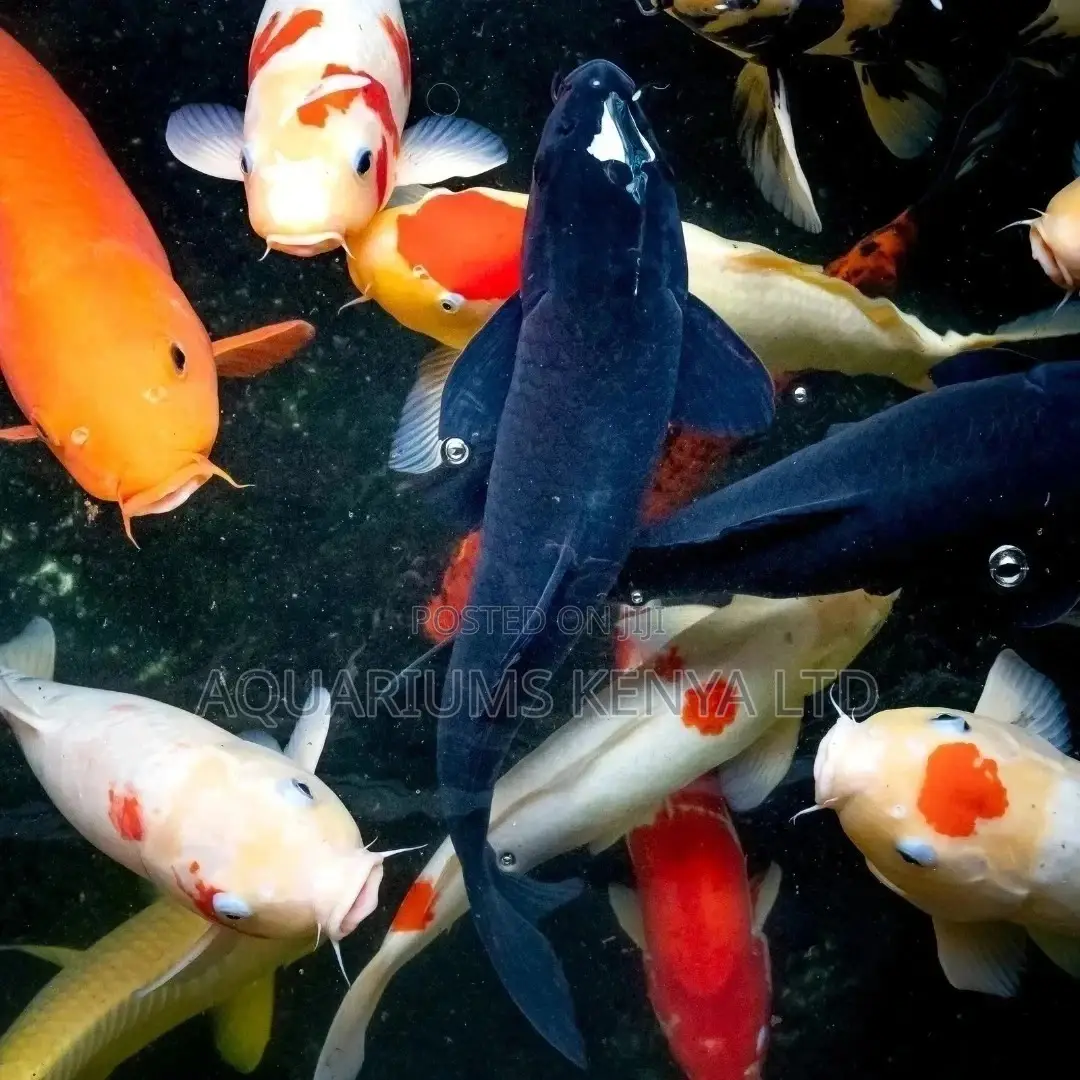 Ornamental Fish Pond Koi Fish,10-12inches Fish
