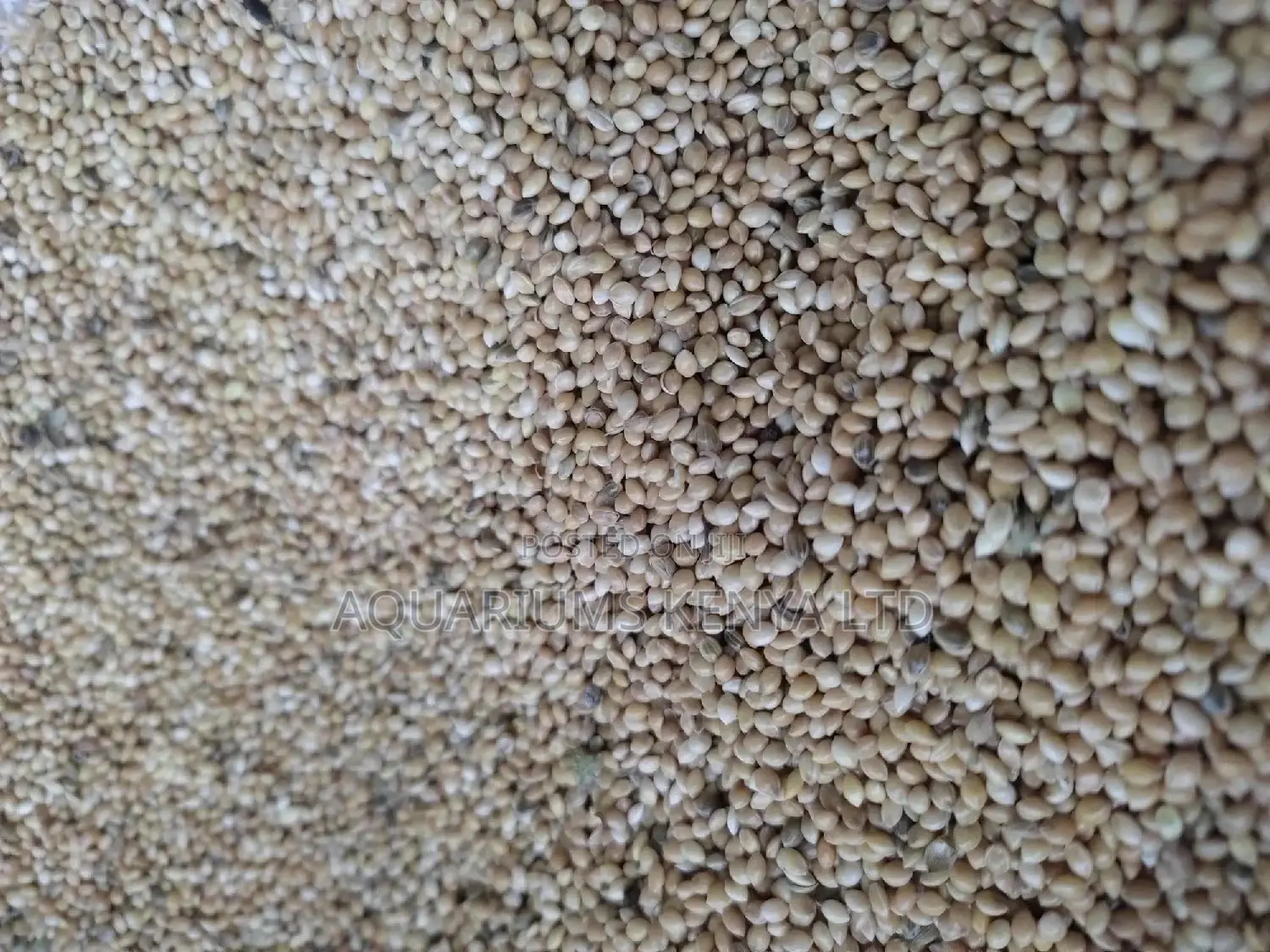 Mukombi, Foxtail Millet, Parrot Food