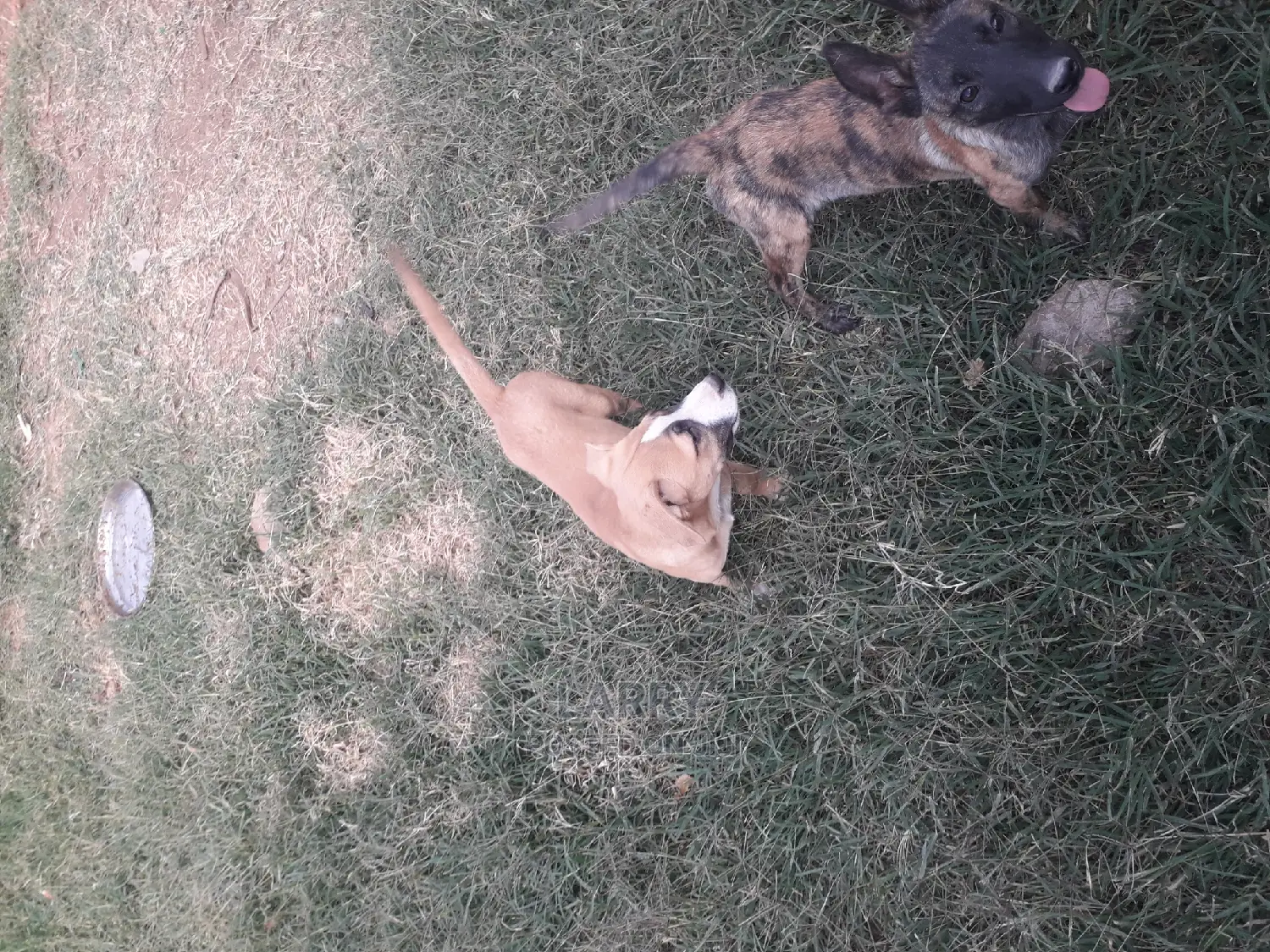 1-3 Month Female Purebred American Pit Bull Terrier