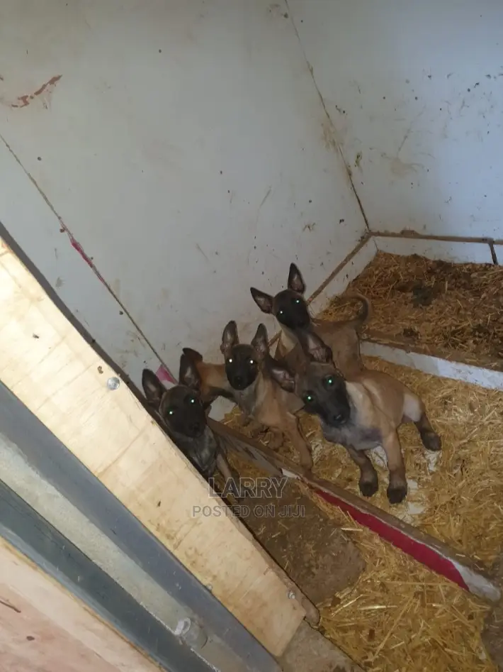 1-3 Month Female Purebred Belgian Malinois