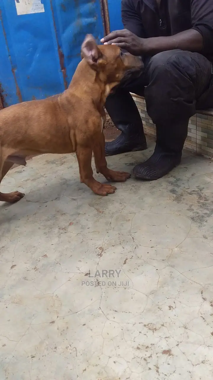 1-3 Month Male Purebred Boerboel