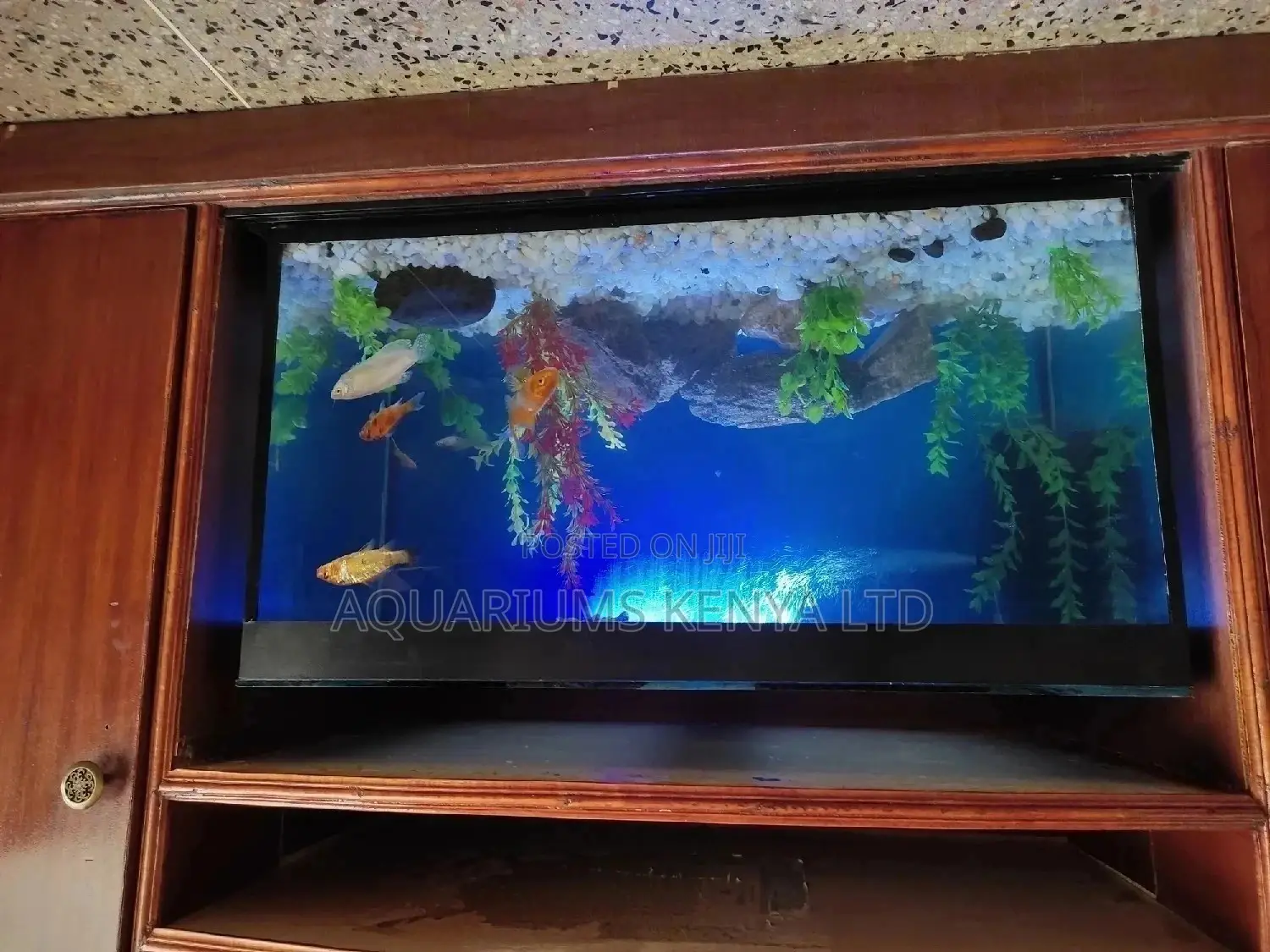 Fish Aquarium,Quality And Classy Aquariums