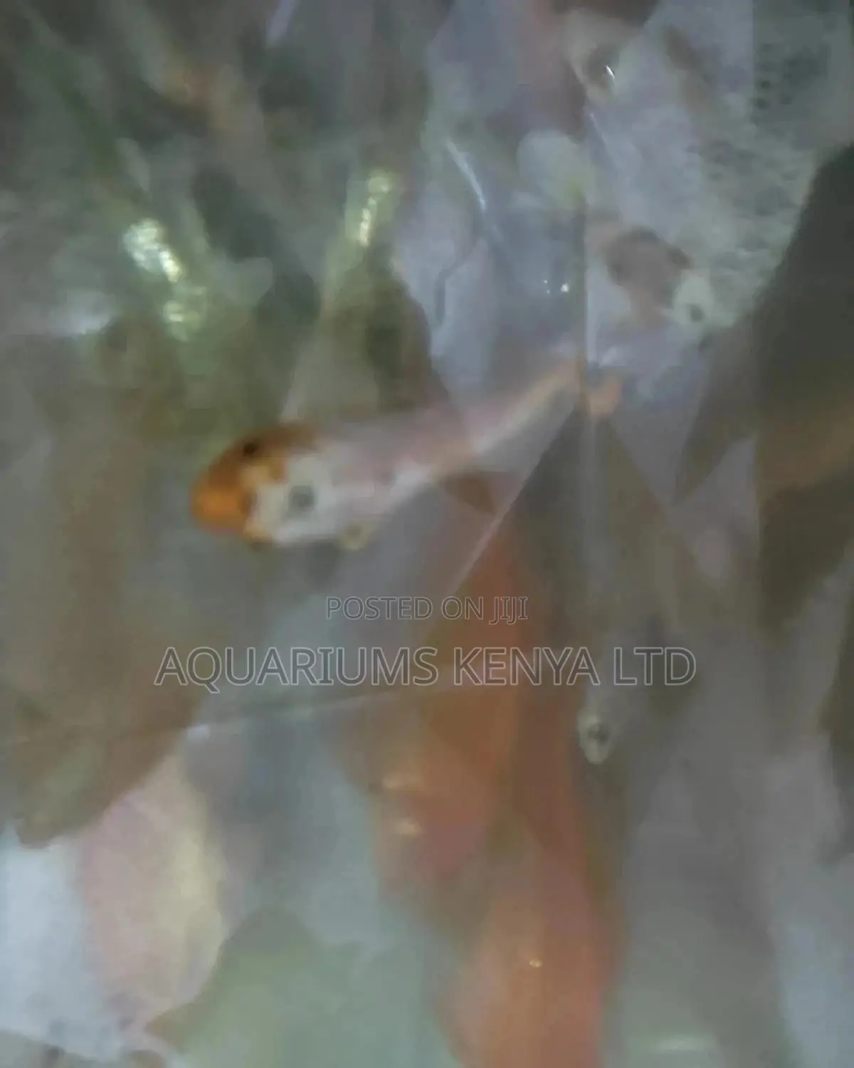 Short Fin Koi Carps