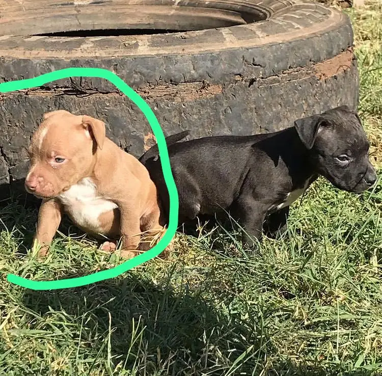 1-3 Month Female Purebred American Pit Bull Terrier