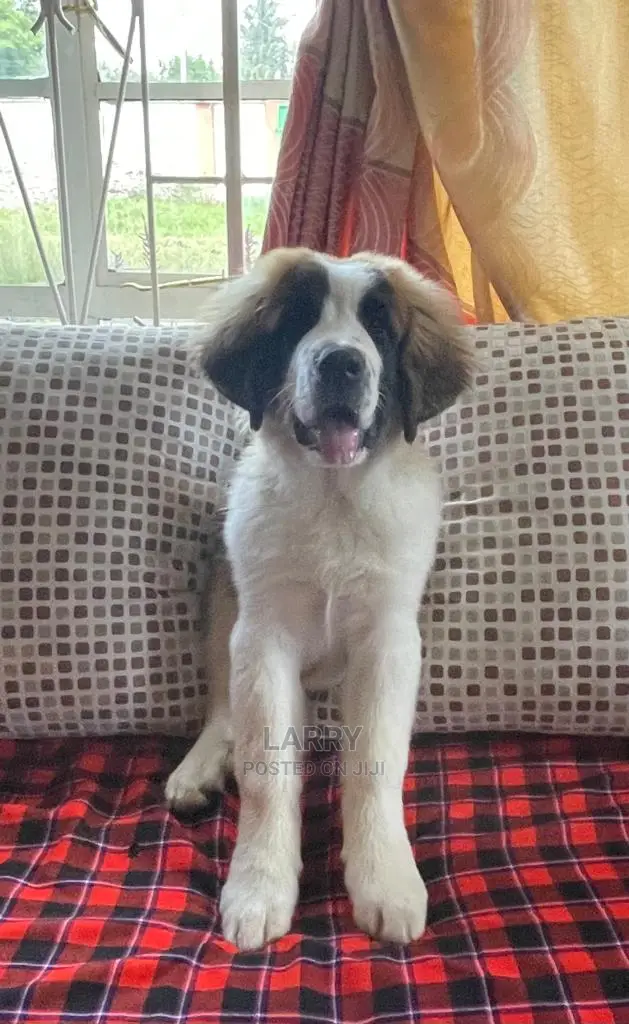 3-6 Month Female Purebred Saint Bernard