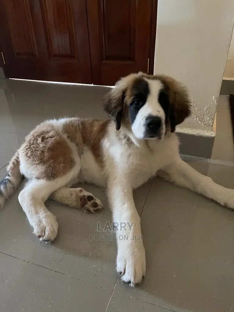3-6 Month Female Purebred Saint Bernard