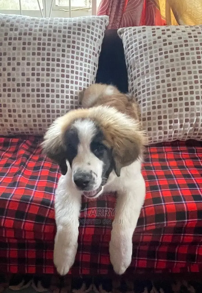 3-6 Month Female Purebred Saint Bernard