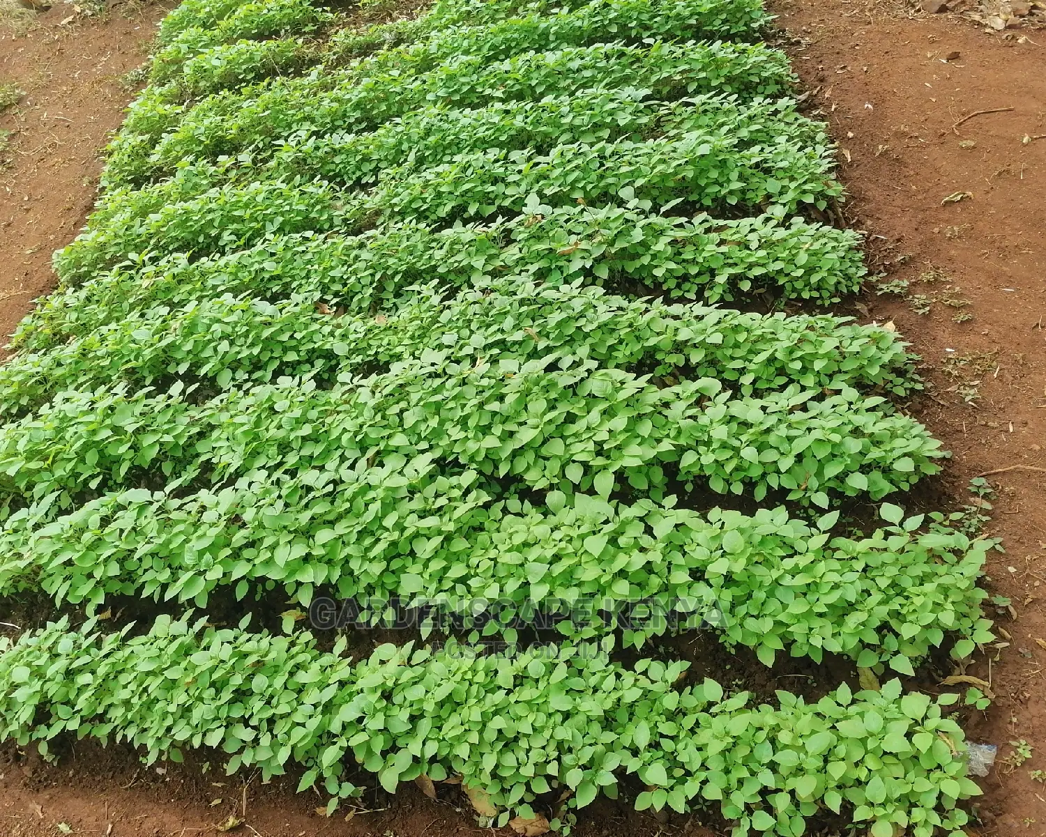 Managu Seedlings
