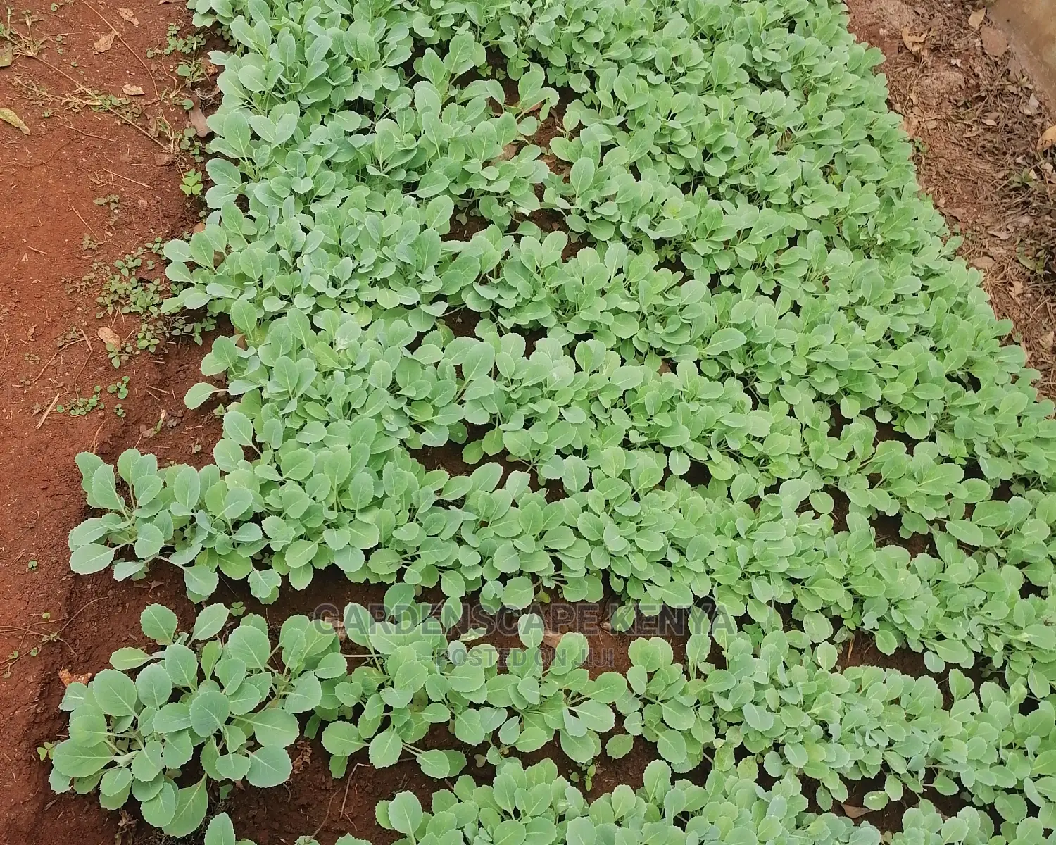 Gloria Star Fia Seedlings