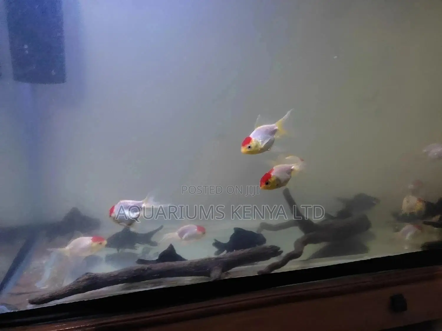 Redcup Oranda Goldfish, Aquarium Fish