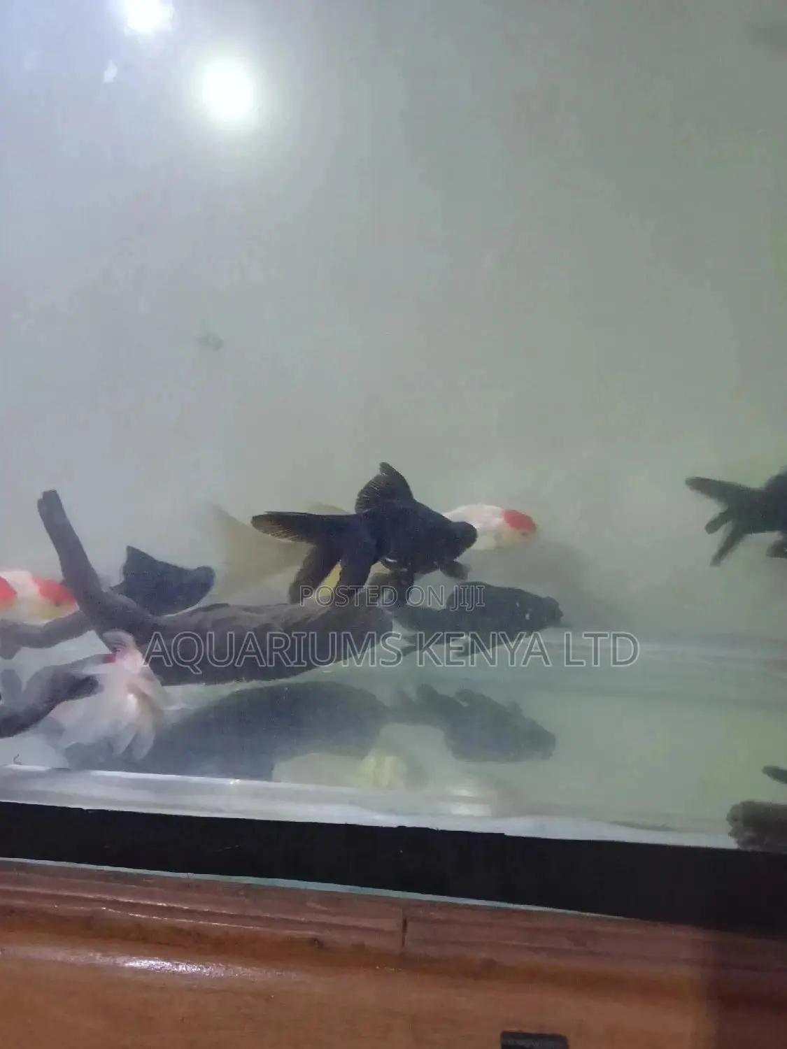 Quality Blackmore's Aquarium Fish