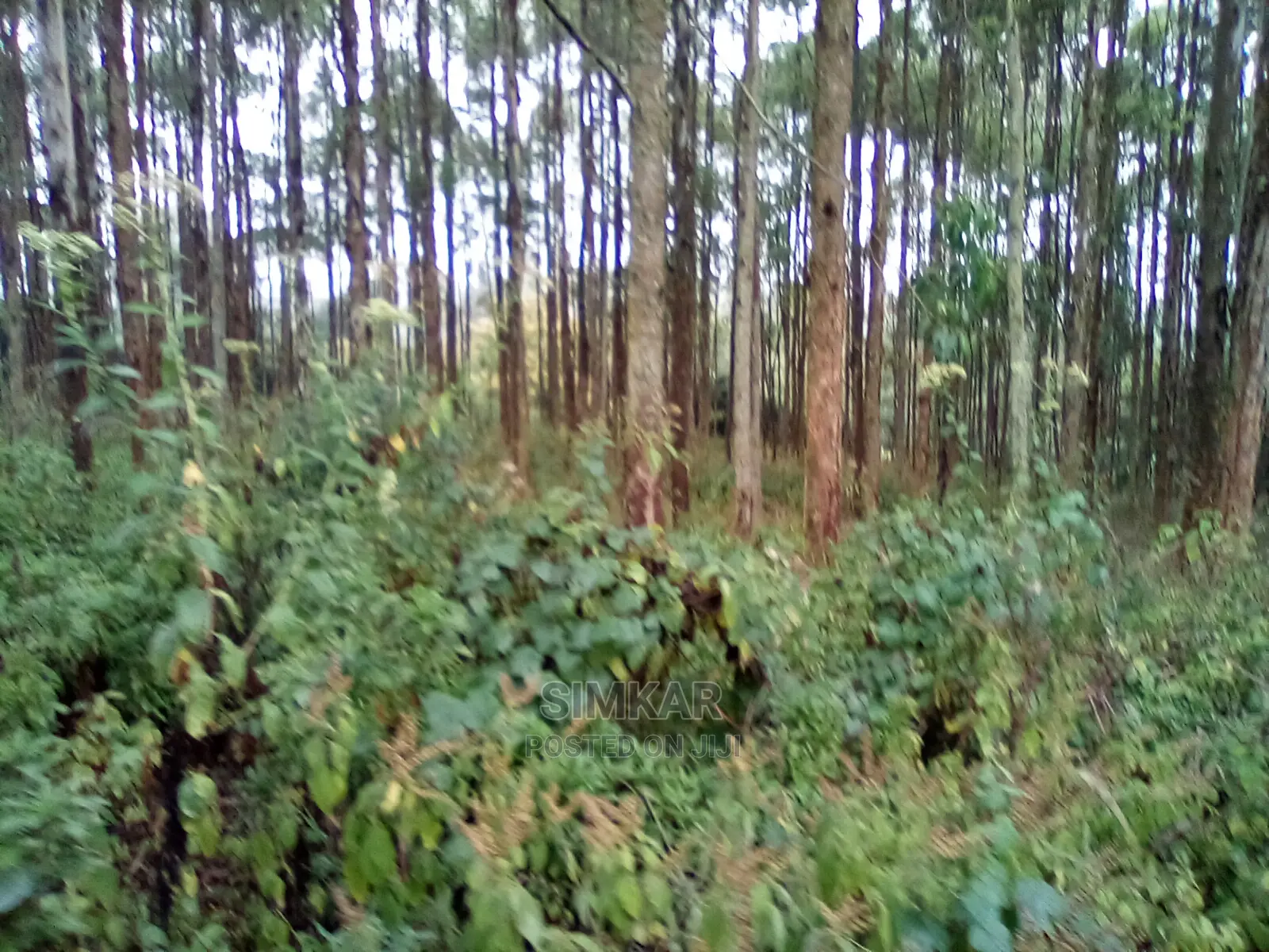 2.3-Acres of Land in Upper Matasia Ngong