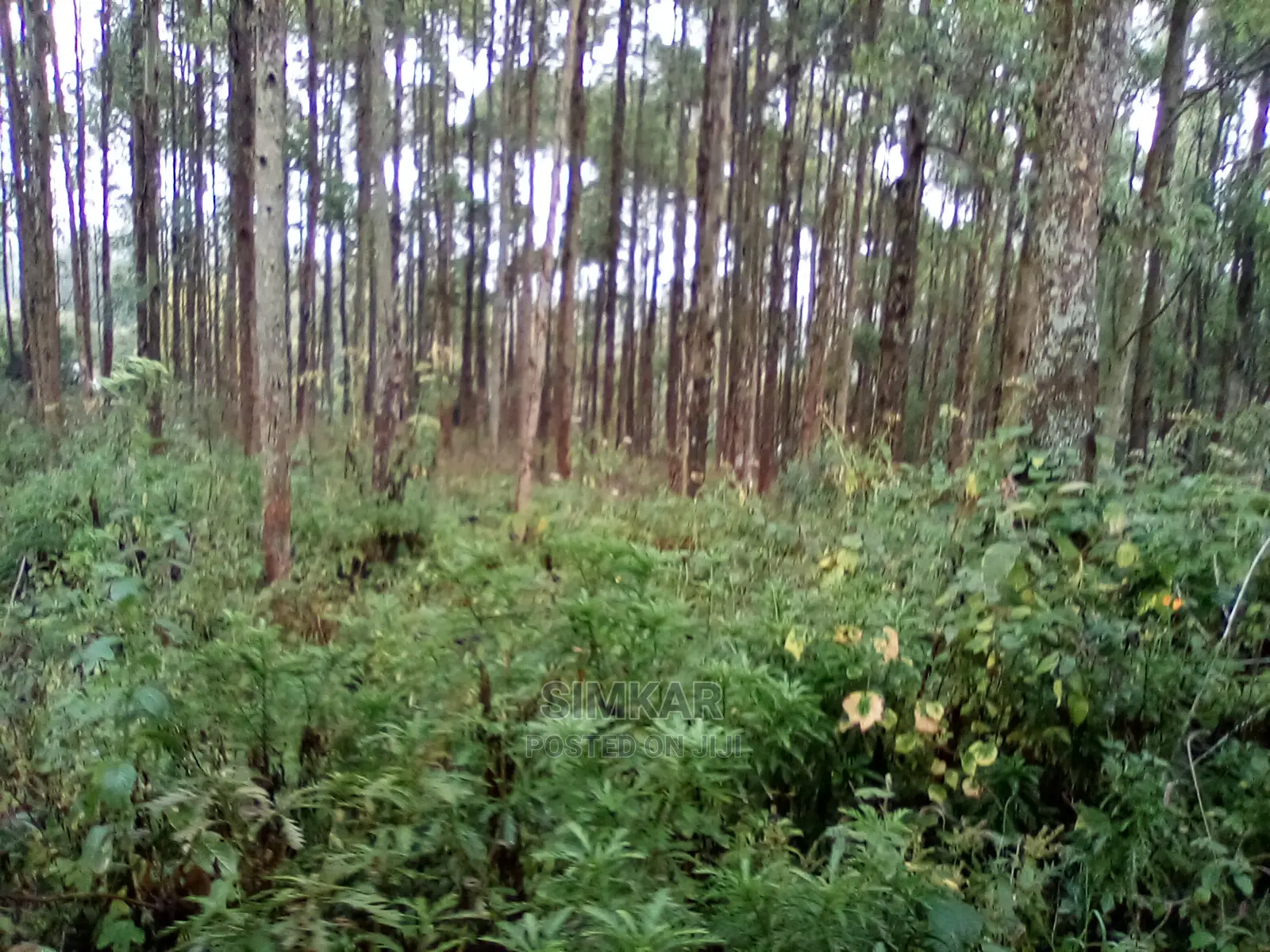 2.3-Acres of Land in Upper Matasia Ngong