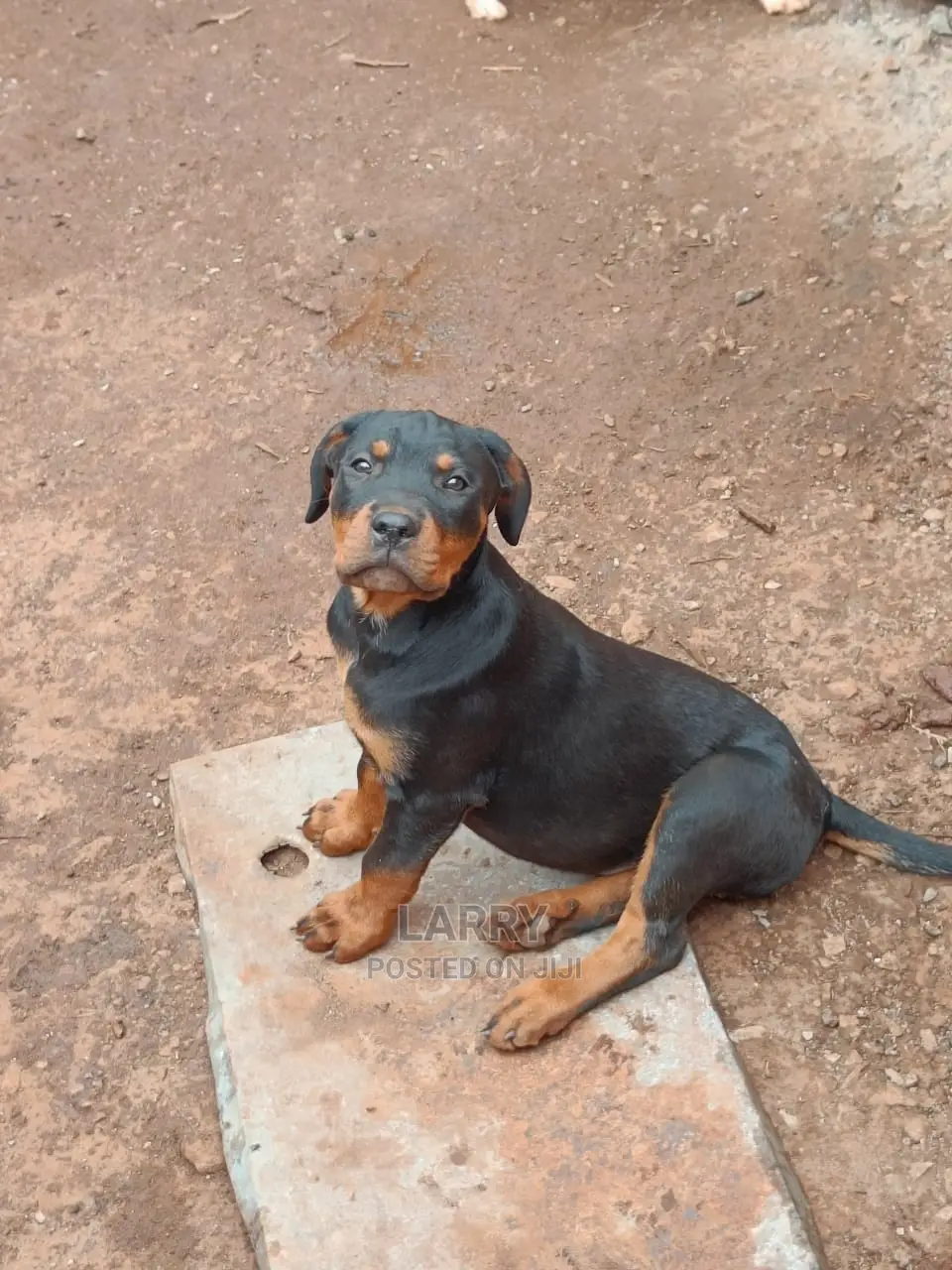 1-3 Months Male Purebred Rottweiler
