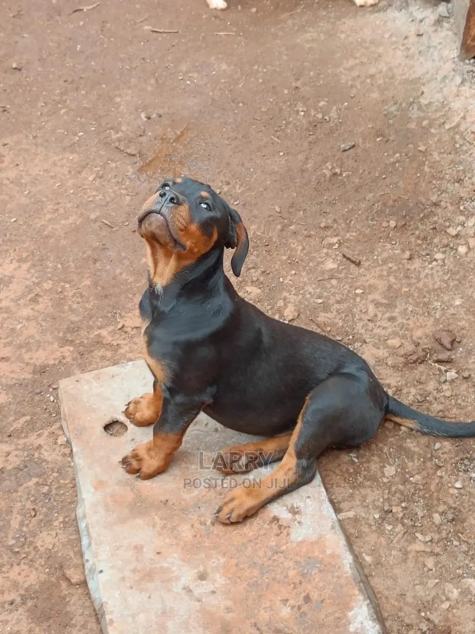 1-3 Months Male Purebred Rottweiler