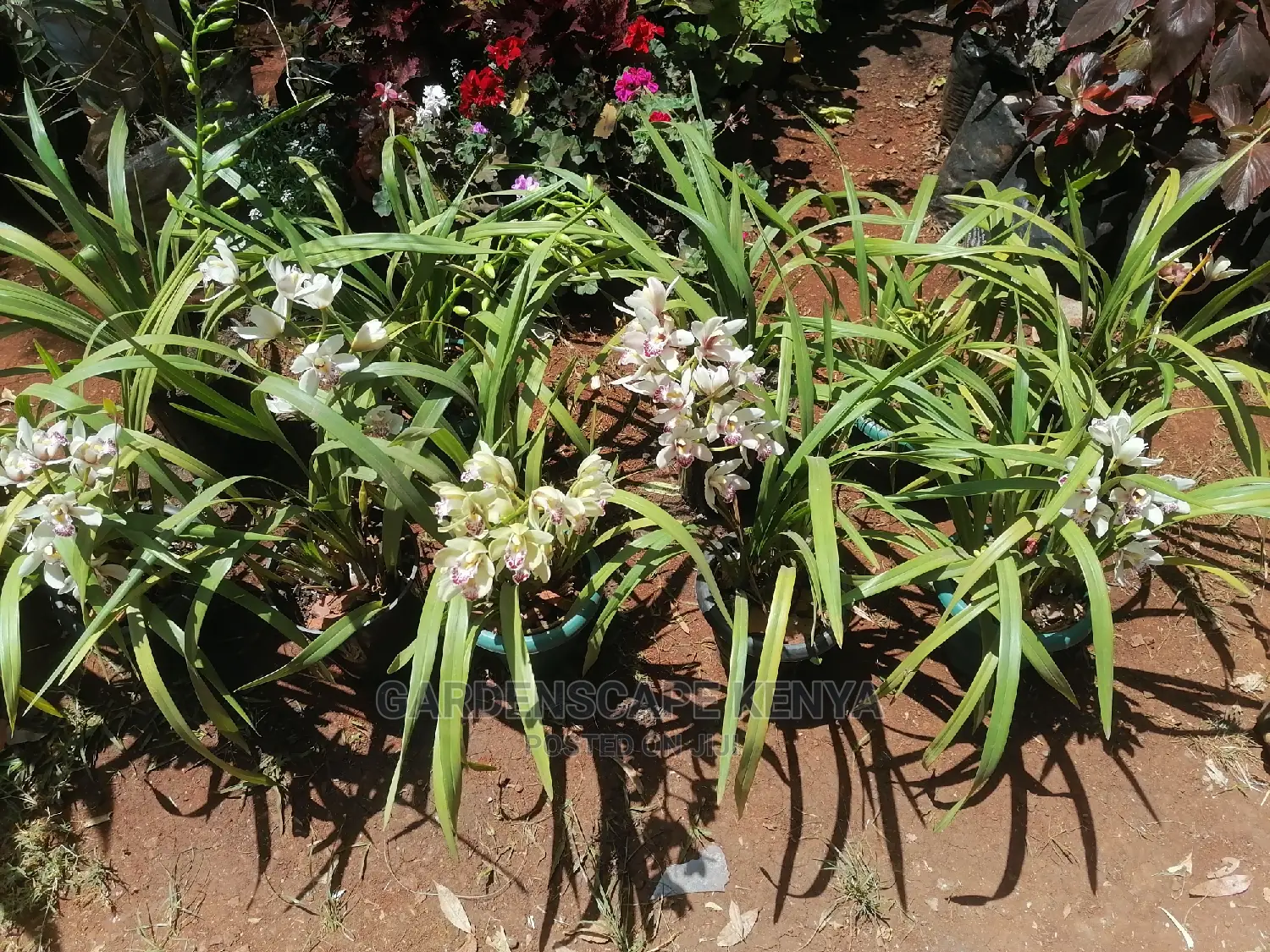 Orchid Flowers for Sale